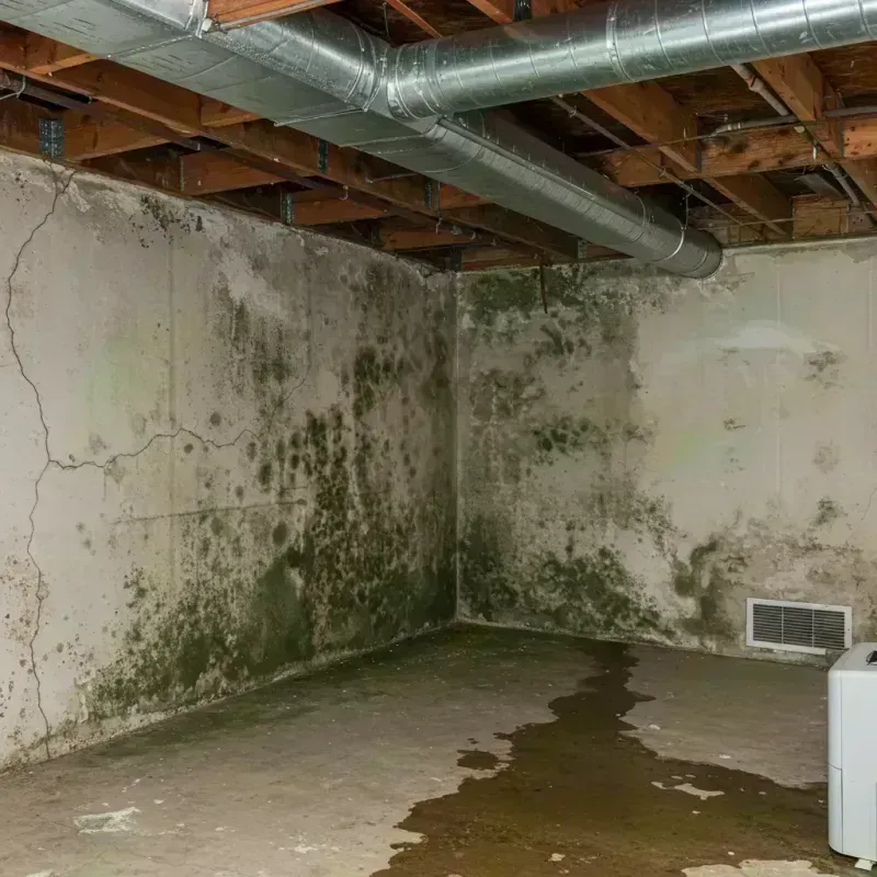 Professional Mold Removal in Anna, IL